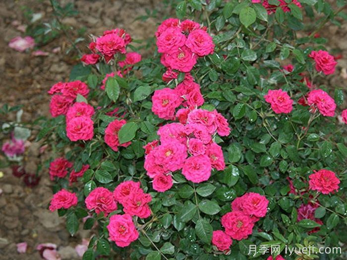 紫色时代月季/紫咲月季(图1)