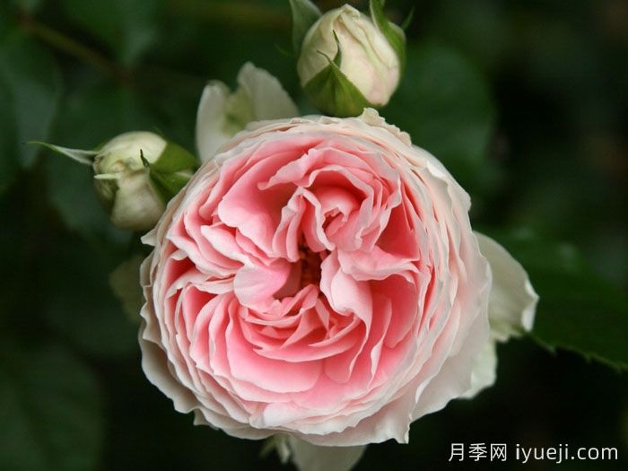 绒球门廊月季/绒球花环/门廊绒球/夏日羊绒Pompon Veranda(图1)