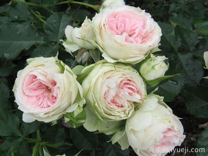 绒球门廊月季/绒球花环/门廊绒球/夏日羊绒Pompon Veranda(图4)