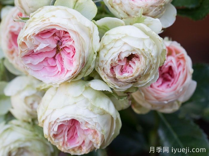 绒球门廊月季/绒球花环/门廊绒球/夏日羊绒Pompon Veranda(图3)