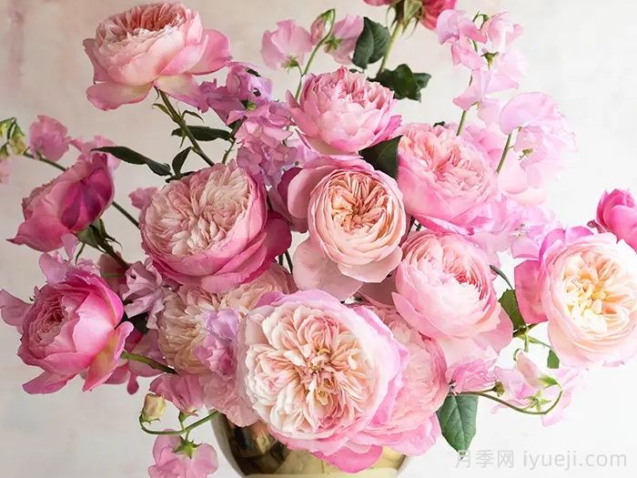 康斯坦茨月季Constance(图2)