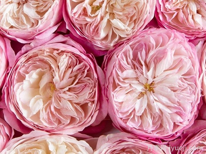 康斯坦茨月季Constance(图3)