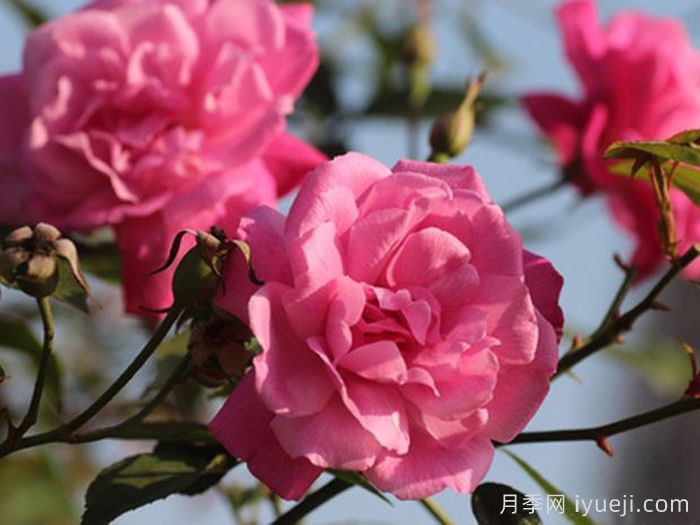 月月粉月季Old Blush(图1)