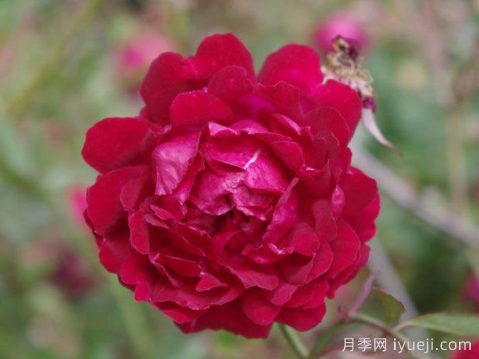 月月红月季Old Crimson China(图1) 月月红月季Old Crimson China(图1)