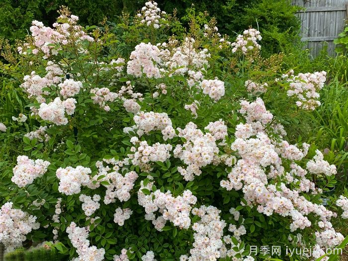 桑利总裁月季President Shanley(图2)