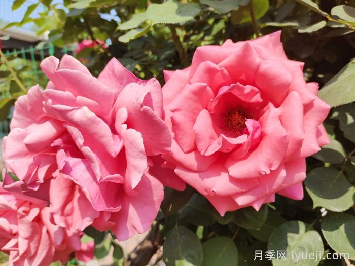 月季网分享古籍《月季花谱》(图1)