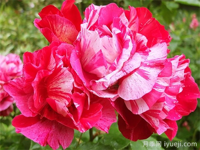 盖伊萨伏瓦月季/盖伊萨沃伊Guy Savoy(图3)