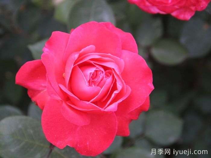 泰达天使月季(图1)