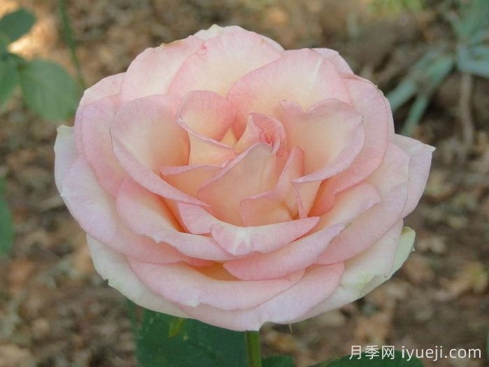 埃斯佩兰斯月季/希望/希冀Esperance(图1)