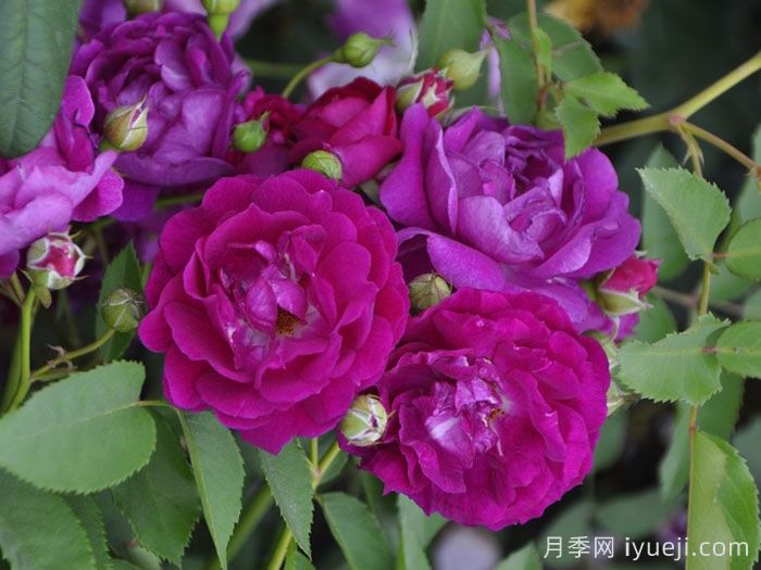 艾凡赫月季/艾芬豪Ivanhoe(图1)