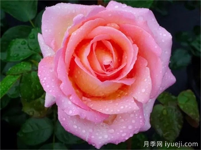 艾丽月季/爱丽/她Elle(图1)