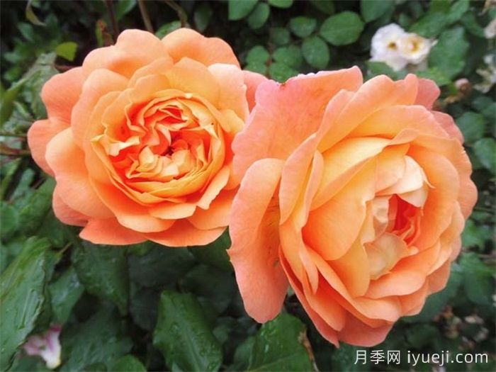 艾玛汉密尔顿夫人月季Lady Emma Hamilton(图3)