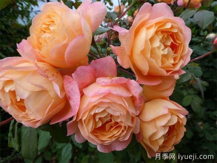 艾玛汉密尔顿夫人月季Lady Emma Hamilton(图4)