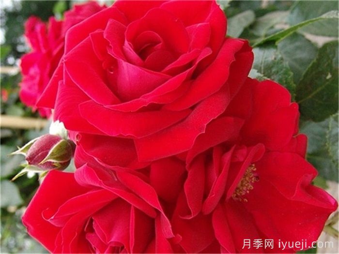 艾玛迪斯月季/阿玛迪斯Amadeus(图1)