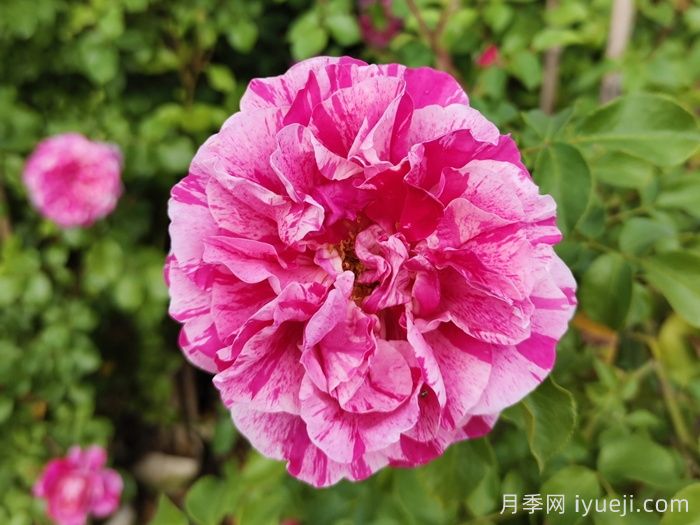 伊蕾莎斯特月季/依蕾莎丝特/伊内斯萨斯特雷Ines Sastre(图2)