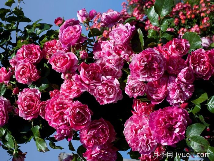 伊蕾莎斯特月季/依蕾莎丝特/伊内斯萨斯特雷Ines Sastre(图3)