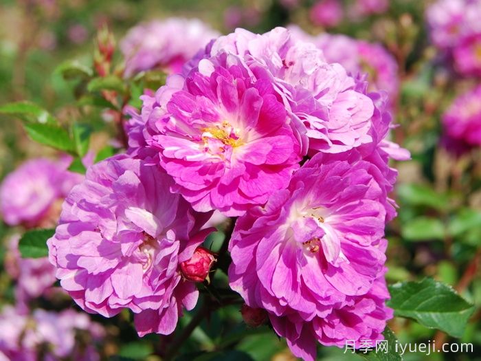 阿伯茨福德月季/雅培福特Abbotsford(图1)