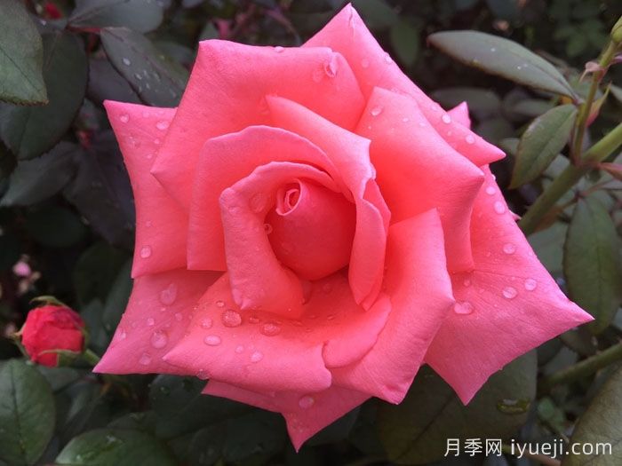 阿曼达路易丝月季的优缺点是什么？(图1)