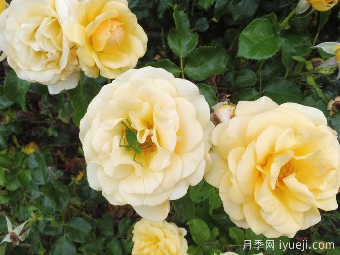 阿特科皇家月季Atco Royale(图2)