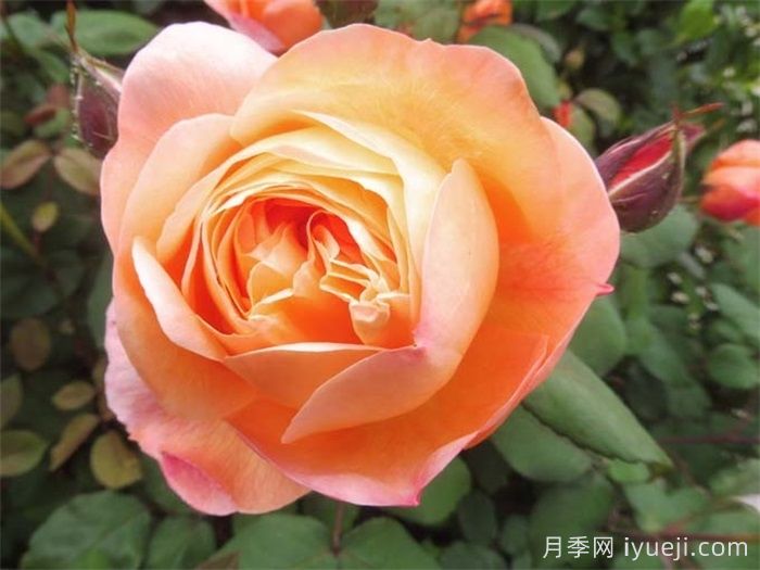 艾玛汉密尔顿夫人月季Lady Emma Hamilton(图5)