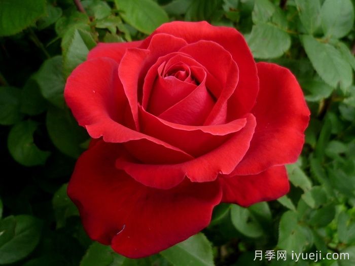 爱的魔力月季/贝佐伯/爱的咒语Loves Magic(图1)