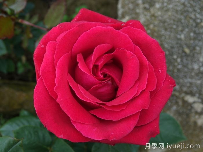 爱的魔力月季/贝佐伯/爱的咒语Loves Magic(图2)