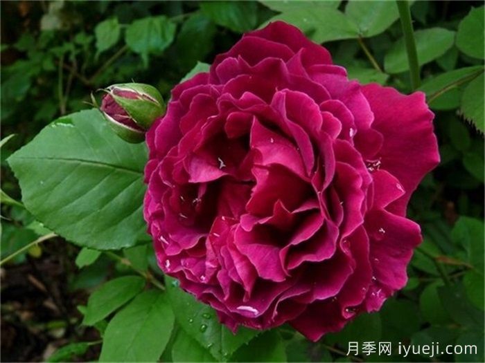 爱丁堡公爵月季Duke of Edinburgh(图1)