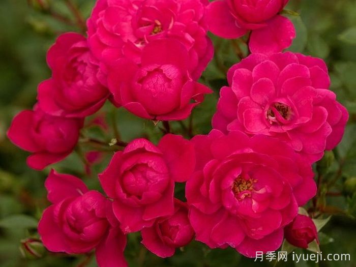 爱好月季Hobby(图2)