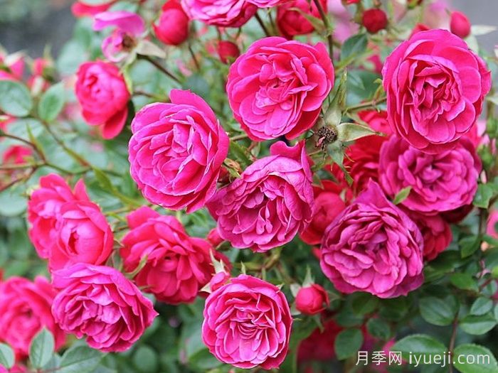 爱好月季Hobby(图3)