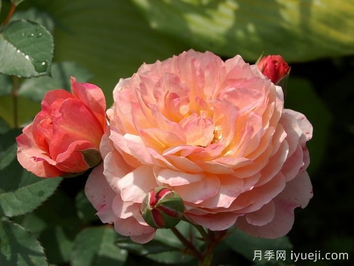 安德烈杜加德月季Andre Turcat(图2)