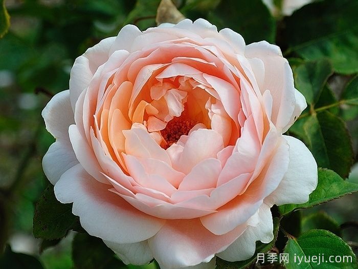 月季育种家：法国多米尼克马萨德(Dominique Massad)(图1)