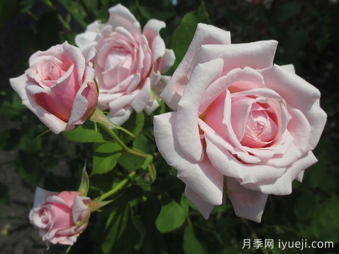 安静月季/恬静/静谧Quietness(图3)