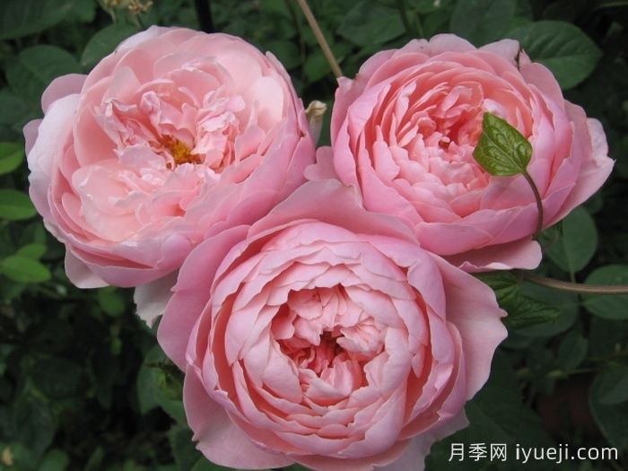 安尼克城堡月季/阿尼克月季The Alnwick Rose(图3)
