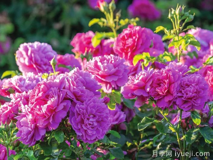 安妮公主月季Princess Anne(图2)