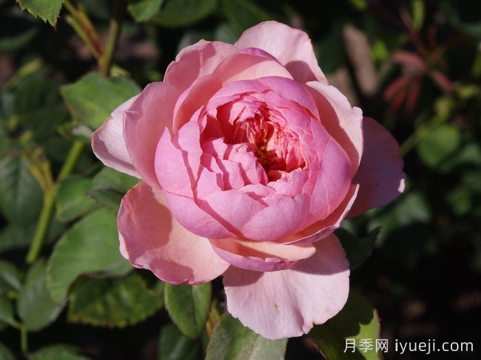 安尼克城堡月季/阿尼克月季The Alnwick Rose(图4)