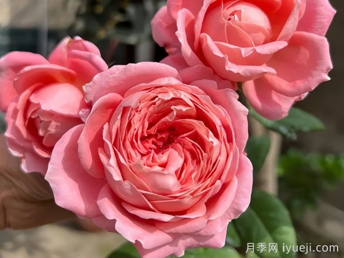 安索菲比克月季/碧克月季Anne-Sophie Pic(图1)