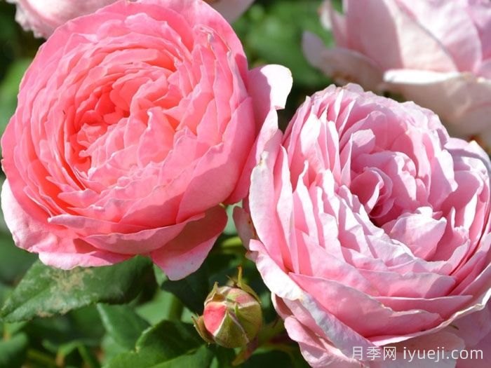 安索菲比克月季/碧克月季Anne-Sophie Pic(图3)