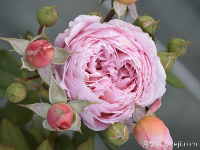 安索菲比克月季/碧克月季Anne-Sophie Pic(图4)