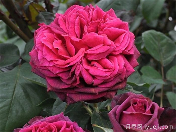 狄安娜伯爵夫人月季/暗夜芬芳/伯爵夫人戴安娜/暗之欲望Grafin Diana(图1)