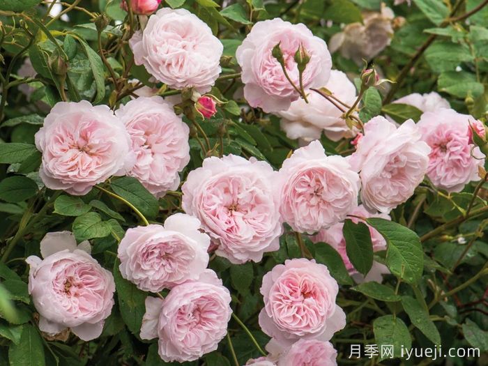 奥尔布莱顿月季/奥尔布莱顿兰布勒The Albrighton Rambler(图2)