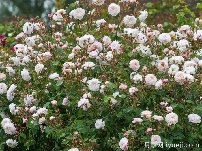 奥尔布莱顿月季/奥尔布莱顿兰布勒The Albrighton Rambler(图4)