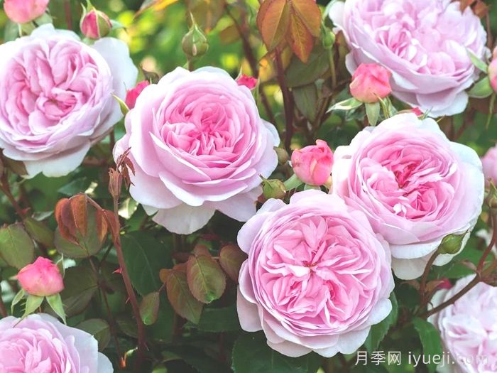 奥利维亚月季/奥利维亚罗斯奥斯汀月季Olivia(图3)