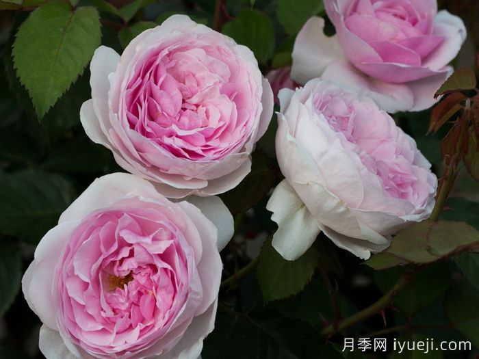 奥利维亚月季/奥利维亚罗斯奥斯汀月季Olivia(图4)