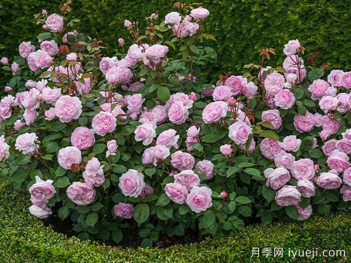 奥利维亚月季/奥利维亚罗斯奥斯汀月季Olivia(图5)