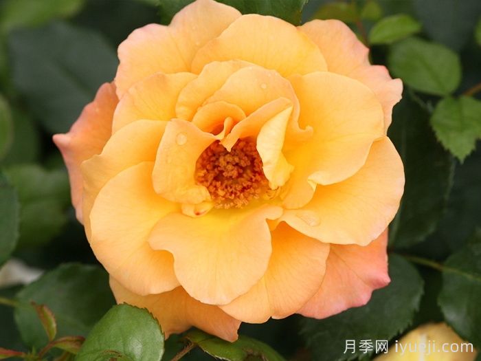 奥索易小姐月季Oso Easy Sunorita(图1)