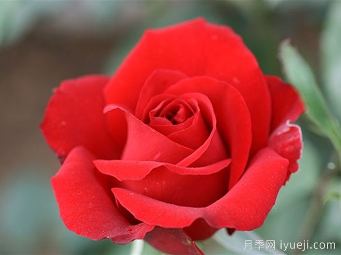 新奥运月季/奥运会(图1)