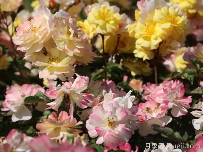 巴黎之梦月季/梦巴黎街景/巴黎街景/彩色鸡尾酒Reve de Paris(图2)