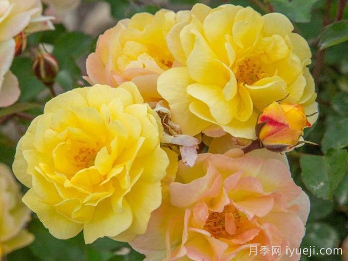 巴黎之梦月季/梦巴黎街景/巴黎街景/彩色鸡尾酒Reve de Paris(图3)