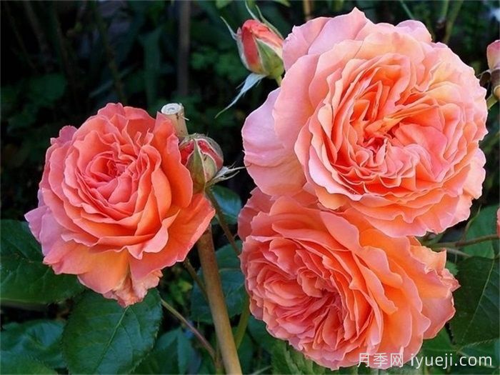 巴维迪尔月季/望景楼/丽城/观景楼Belvedere(图2)