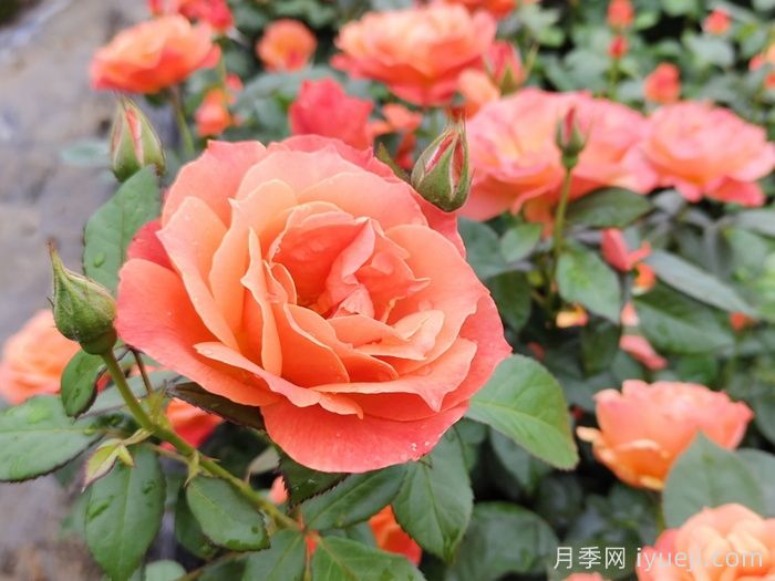 花木城：武汉东湖花木城(图1)